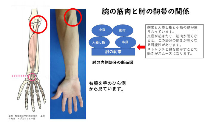 人差し指と小指の筋肉が、肘の靭帯と隣り合っています。指の筋肉をストレッチングすることで、靭帯がしっかり働きやすくなります。