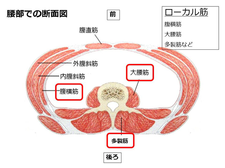 水泳　競泳　肩痛　肩が痛い　インピンジメント症候群　腰が痛い　腰痛　分離症　分離すべり症　水泳肩スイマーズショルダー　水泳肩　スイマーズショルダー治療　スイマーズショルダー治るのか　岐阜　岐阜市　岐阜市茜部　岐阜市鶉　岐阜市柳津　羽島市　羽島郡　笠松町　岐南町　茜部　鶉　柳津　笠松　