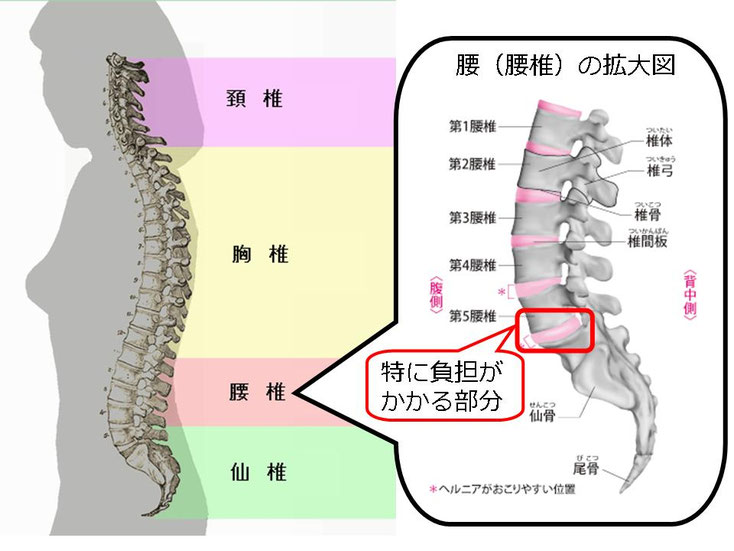水泳　競泳　肩痛　肩が痛い　インピンジメント症候群　腰が痛い　腰痛　分離症　分離すべり症　水泳肩スイマーズショルダー　水泳肩　スイマーズショルダー治療　スイマーズショルダー治るのか　岐阜　岐阜市　岐阜市茜部　岐阜市鶉　岐阜市柳津　羽島市　羽島郡　笠松町　岐南町　茜部　鶉　柳津　笠松　