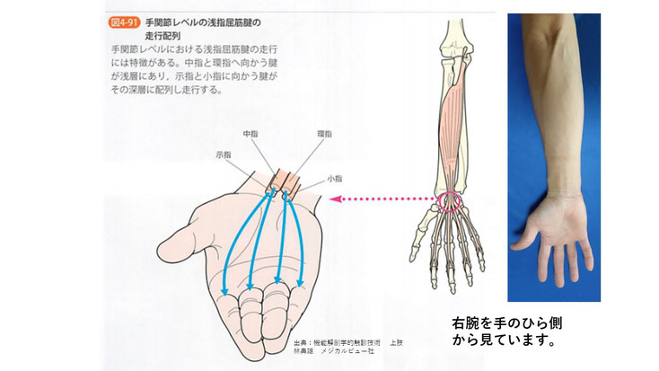 肘の靭帯と指の筋肉は隣り合っています。そのため、お互いの関係が強いです。
