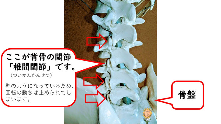 肩関節の痛み　姿勢　姿勢改善　肩甲骨　肩甲骨はがし　肩甲骨痛み　背中の痛み　野球肩の原因　野球肩原因　野球肩治し方　野球肩体操　野球肩ストレッチ　野球　野球肩　肩が痛い　ピッチャー　リトルリーガーズショルダー　腱板損傷　投球傷害　水泳　競泳　腰痛　分離症　分離すべり症　水泳肩スイマーズショルダー　水泳肩　スイマーズショルダー治療　スイマーズショルダー治るのか　岐阜　岐阜市　岐阜市茜部　岐阜市東鶉　岐阜市南鶉　岐阜市中鶉　岐阜市柳津町　羽島市　羽島郡　笠松町　岐南町　茜部　鶉　東鶉　中鶉　南鶉　柳津　笠松　