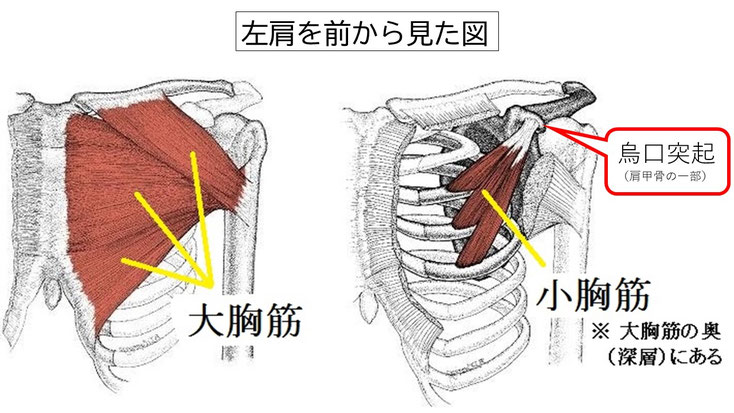 肩関節の痛み　姿勢　姿勢改善　肩甲骨　肩甲骨はがし　肩甲骨痛み　背中の痛み　野球肩の原因　野球肩原因　野球肩治し方　野球肩体操　野球肩ストレッチ　野球　野球肩　肩が痛い　ピッチャー　リトルリーガーズショルダー　腱板損傷　投球傷害　水泳　競泳　腰痛　分離症　分離すべり症　水泳肩スイマーズショルダー　水泳肩　スイマーズショルダー治療　スイマーズショルダー治るのか　岐阜　岐阜市　岐阜市茜部　岐阜市東鶉　岐阜市南鶉　岐阜市中鶉　岐阜市柳津町　羽島市　羽島郡　笠松町　岐南町　茜部　鶉　東鶉　中鶉　南鶉　柳津　笠松　
