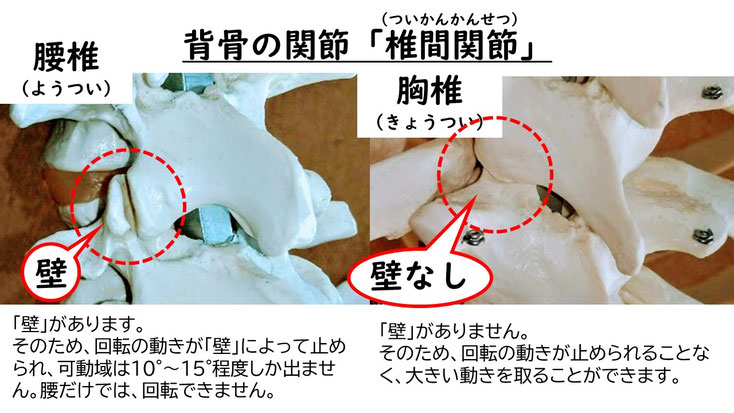 肩関節の痛み　姿勢　姿勢改善　肩甲骨　肩甲骨はがし　肩甲骨痛み　背中の痛み　野球肩の原因　野球肩原因　野球肩治し方　野球肩体操　野球肩ストレッチ　野球　野球肩　肩が痛い　ピッチャー　リトルリーガーズショルダー　腱板損傷　投球傷害　水泳　競泳　腰痛　分離症　分離すべり症　水泳肩スイマーズショルダー　水泳肩　スイマーズショルダー治療　スイマーズショルダー治るのか　岐阜　岐阜市　岐阜市茜部　岐阜市東鶉　岐阜市南鶉　岐阜市中鶉　岐阜市柳津町　羽島市　羽島郡　笠松町　岐南町　茜部　鶉　東鶉　中鶉　南鶉　柳津　笠松　