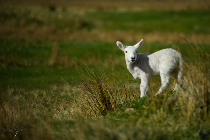 Lamb