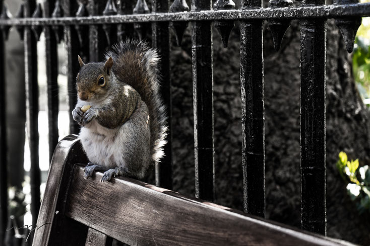 Squirrel in Edinburgh