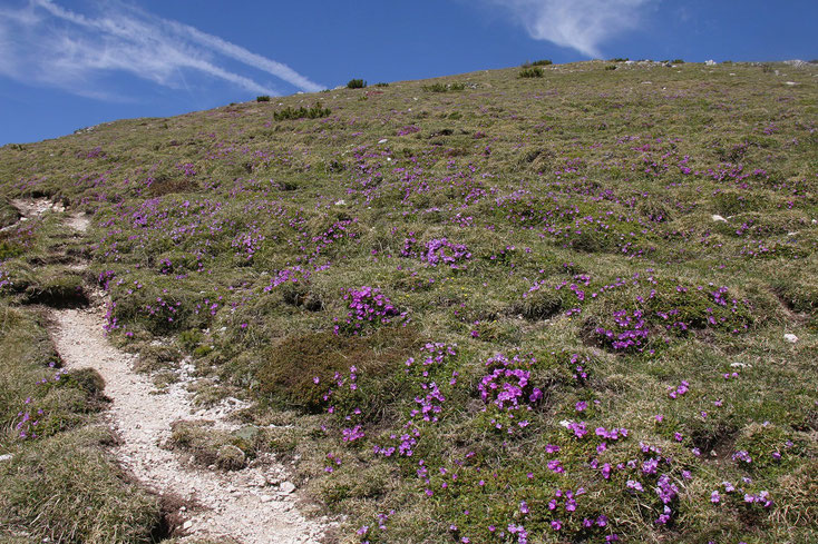 Subalpine Rasen mit der Wulfen-Primel (Primula wulfeniana) in Vollblüte.