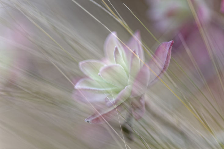Rose tendresse - photo © Serge Pegoraro