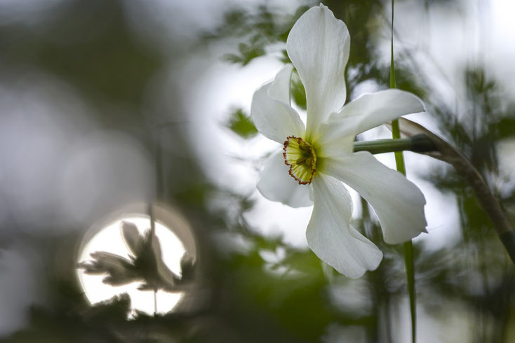 Dis-moi miroir, série fleurs de printemps - photo © Serge Pegoraro
