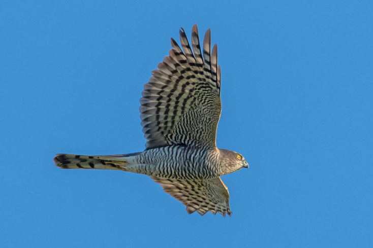 Sperber im Flug