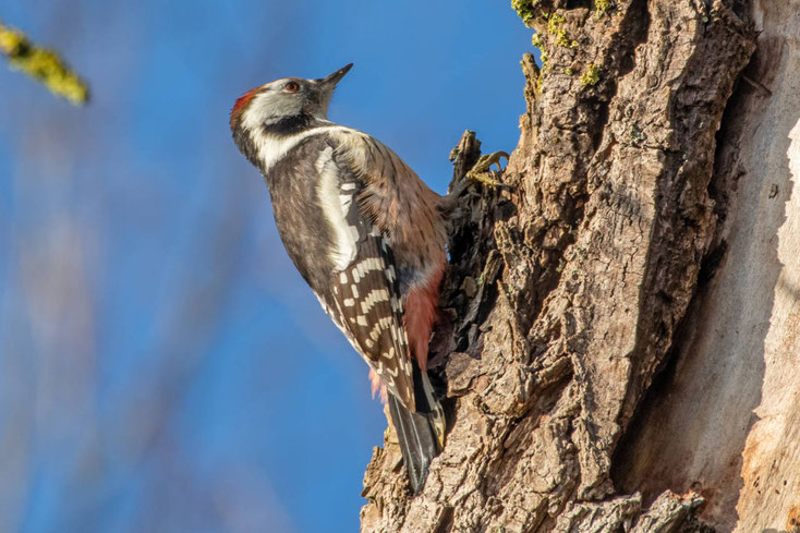 Mittelspecht in der Wagbachniederung an einem Baum