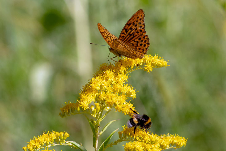 Kaisermantel und Hummel sitzen auf einer gelben kanadischen Goldrute