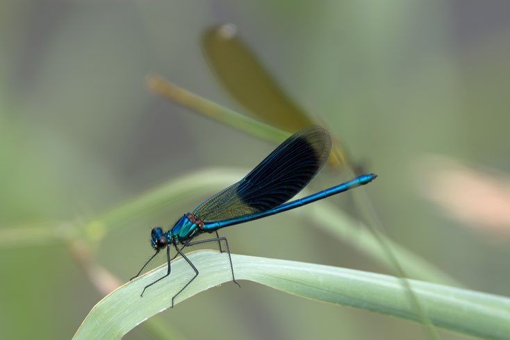 Eine blau gefärbte Prachtlibelle. 