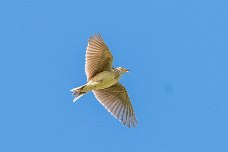 Feldlerche im Flug