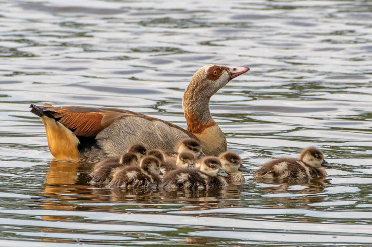 Nilgans mit Nachwuchs