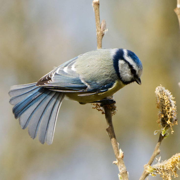 Blaumeise