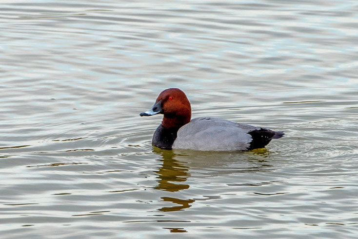 Tafelente schwimmt im Wasser