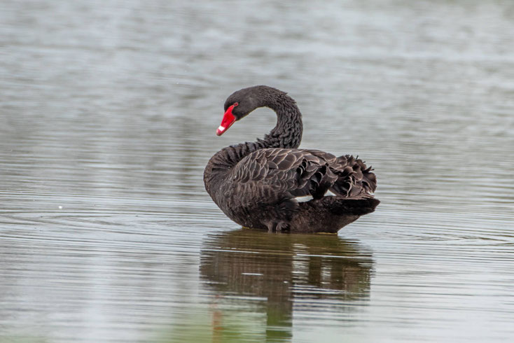 Trauerschwan im Wasser