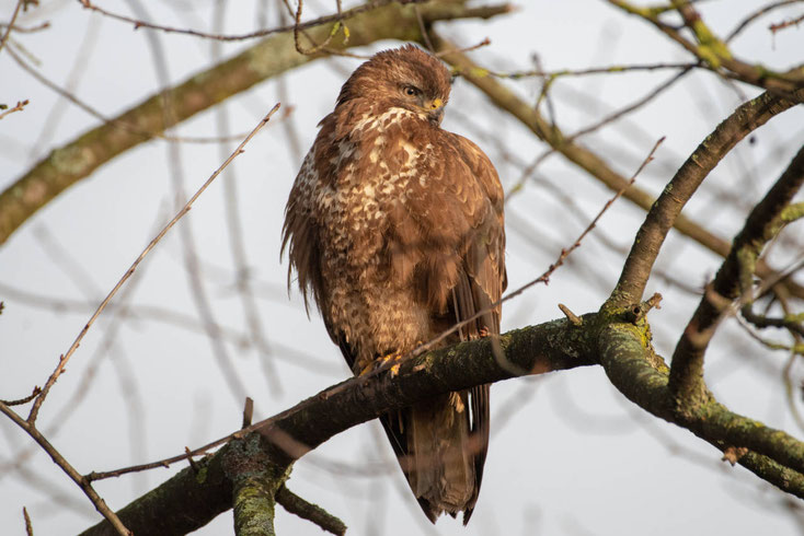 Mäusebussard