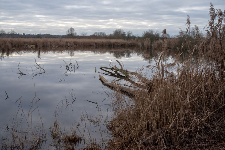 Wagbachniederung Landschaft mit kleinem See und Schilf