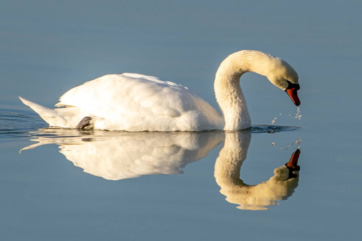 Schwan auf dem Wasser mit Spiegelung