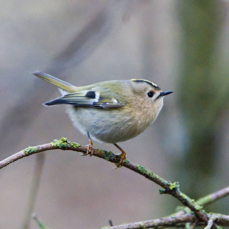Wintergoldhähnchen