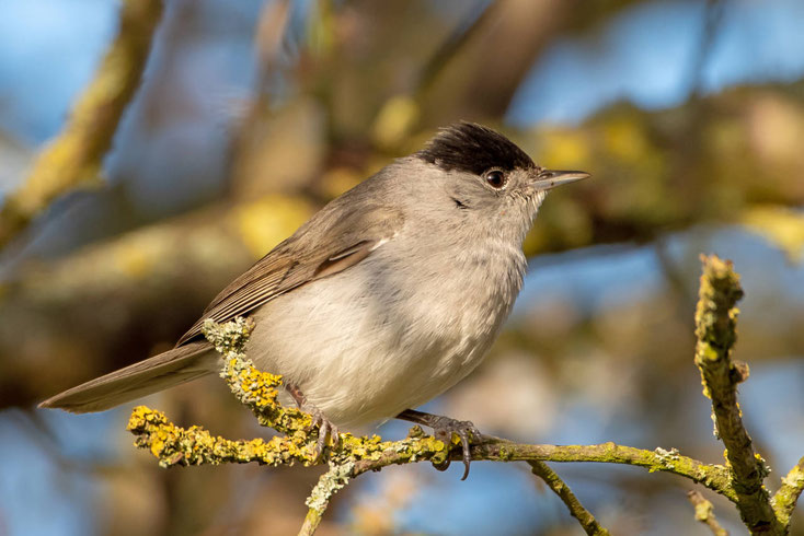 Mönchsgrasmücke (Englisch: Blackcap) auf einem Ast