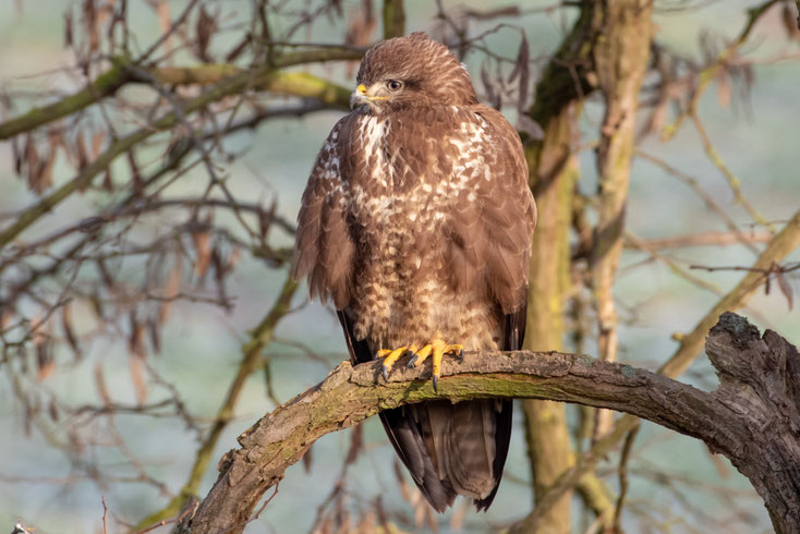 Ein Mäusebussard sitzt auf einem Ast an einem Hohlweg bei Bruchsal