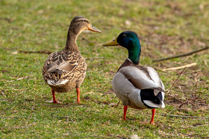 Zwei Stockenten spazieren am Wegesrand