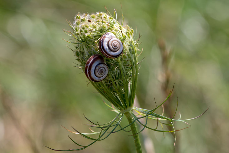 Zwei Schnecken auf der Dolde einer wilden Möhre. So als hätte die Pflanze Augen.