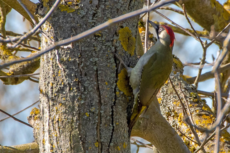 Grünspecht am Baumstamm