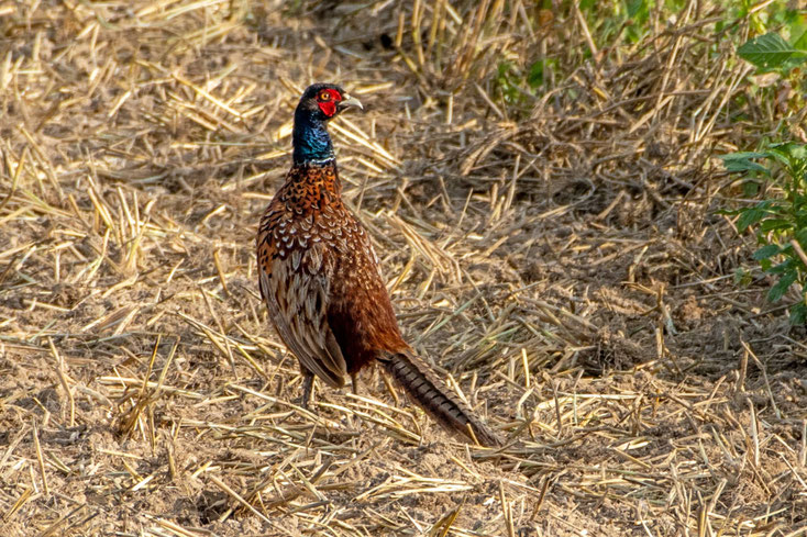 Fasan auf einem Feld