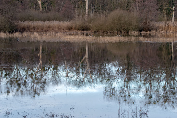 Ein Blick vom Aussichtspunkt auf den See im Weingartener Moor