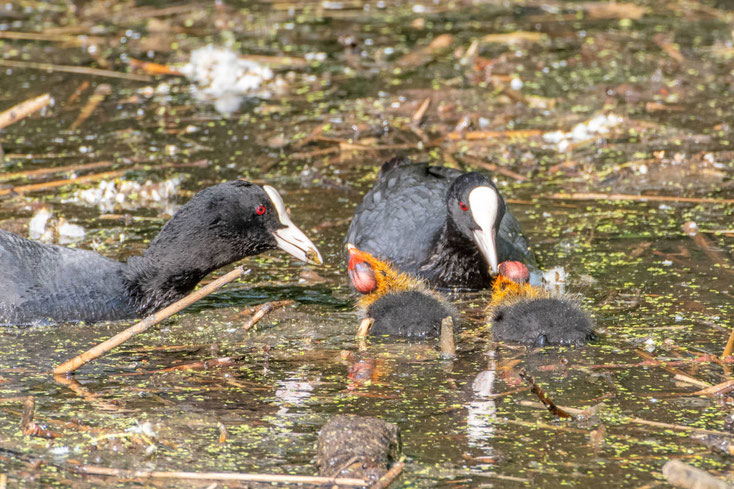  Blässhühner füttern ihren Nachwuchs auf dem Wasser