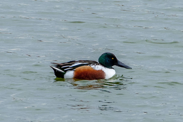 Löffelente schwimmt im See