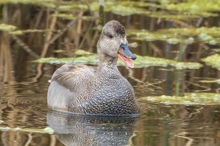 Schnatterente im Wasser