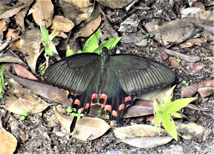 蝶標本 アマミフタオチョウ♂♀（野外品） 鹿児島県奄美大島産