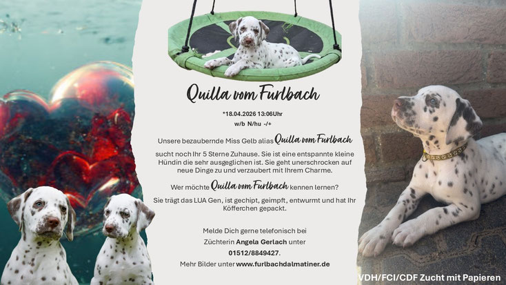 Quilla vom Furlbach N/hu -/+ sucht noch Ihr 5 Sterne Zuhause....04.06.2026