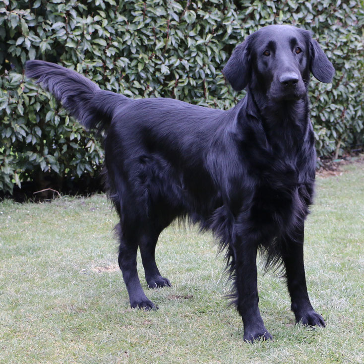 Cacia mit 3 Jahren