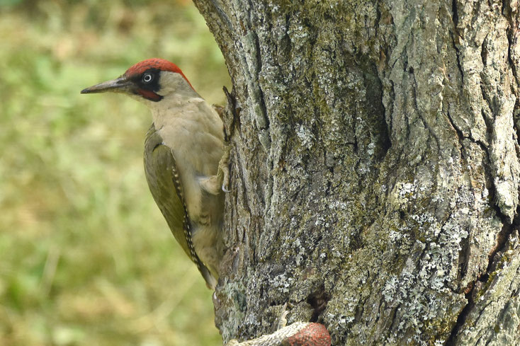 Grünspecht, lebenswerter Odenwald Heiligkreuzsteinach, 