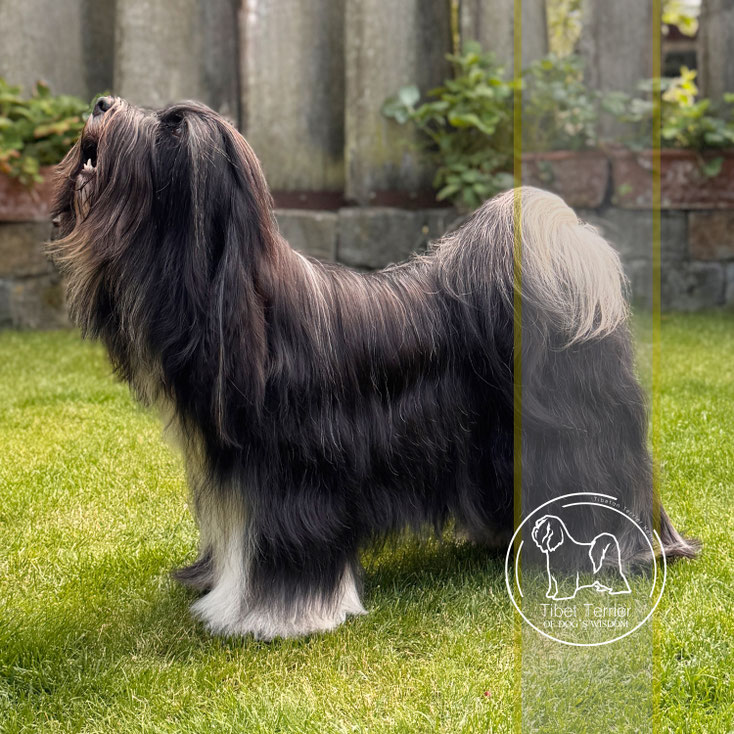Ji Min's J'Nouri made of Dog's Wisdom = 3 Jahre [years]_062025