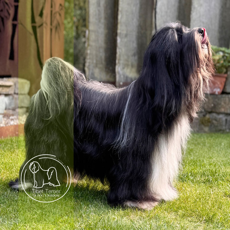 Ji Min's J'Nouri made of Dog's Wisdom = 3 Jahre [years]_062025