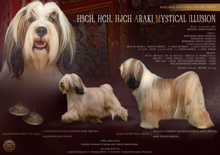 AMI, ausdrucksstarker Tibet Terrier Deckrüde mit britisch-amerikanischer Blutlinienführung 