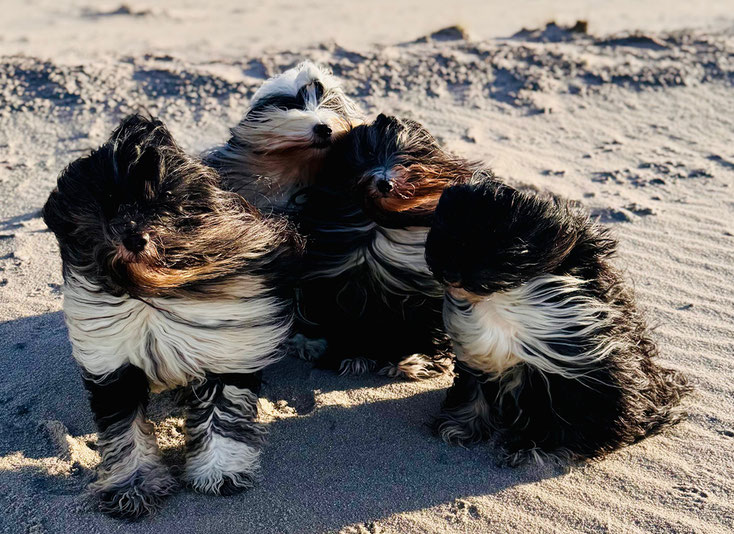 Vier Tibet Terrier am Strand vom Winde verweht