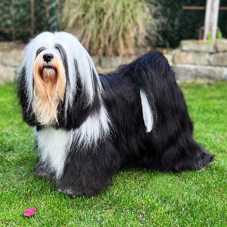 Tibet Terrier Zuchthündin Gin, schwarz-weiß