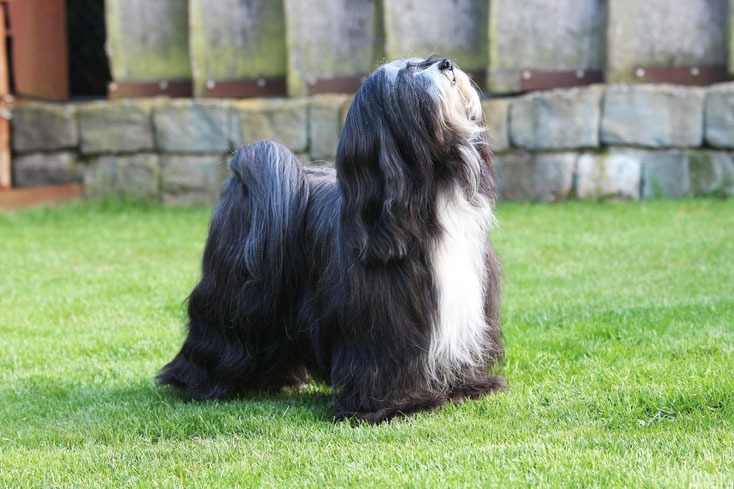 schwarzer Tibet Terrier mit weißer Brust steht vor einer Steinwand und guckt nach oben