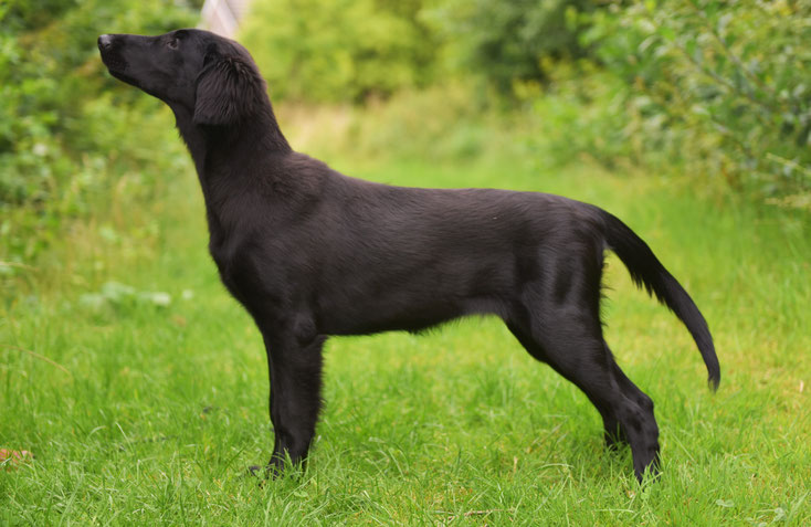 It's Only Love Of Cheerful Tails (Jara) als 5 maanden oude pup