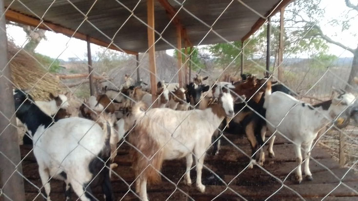 Our Zambia goats
