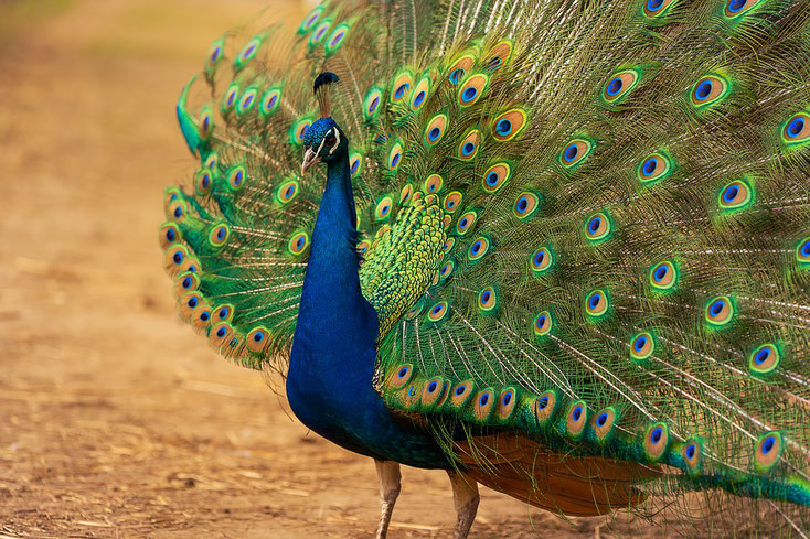 paon bleu fiche oiseau inde animal facts birds blue indian peafowl pavo cristatus