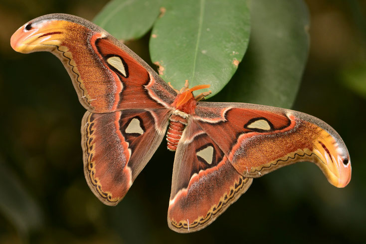 attacus atlas papillon geant plus grand du monde fiche animaux insectes extraordinaires