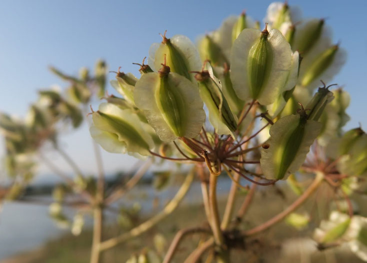 Petra  Bosshard-Zwerenz - Blüten wie Schmetterlinge, Foto 06.2018